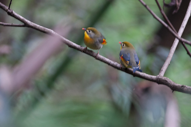 A pair of Red-billed Leiothrix