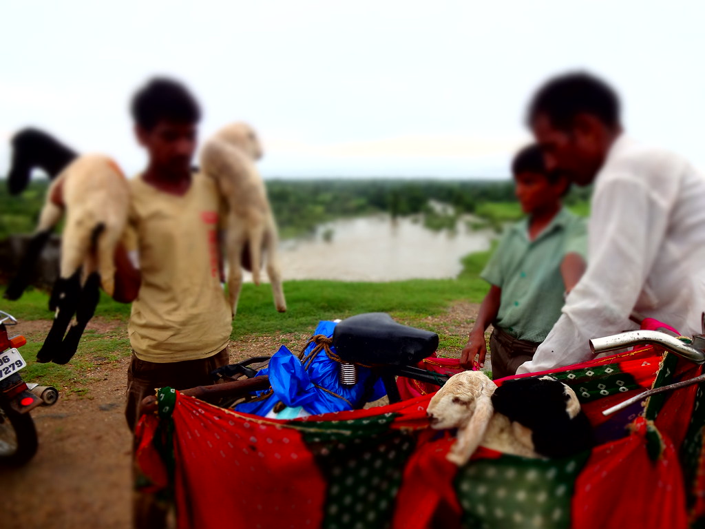 Ferrying goats on a cycle. Image: Manu Moudgil