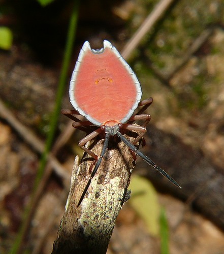 Lyramorpha stink bug Tessaratomidae Airlie Beach P1260143 | by Steve & Alison1