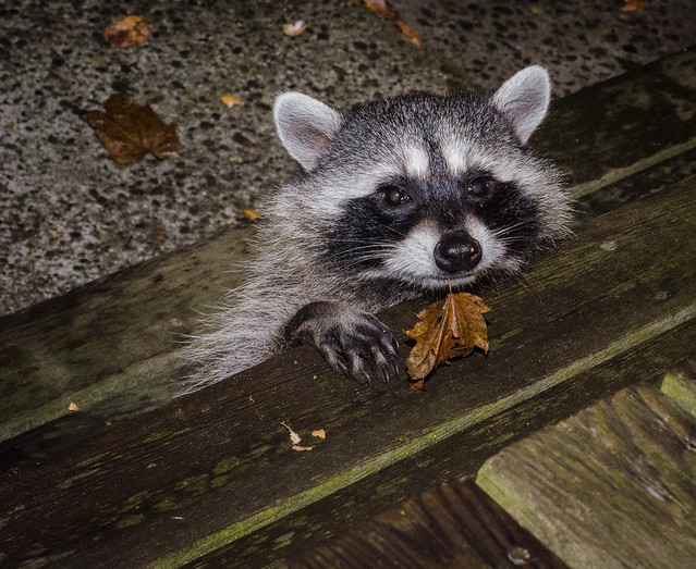 Flickr: The Crazy Raccoons Pool