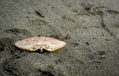 Photograph: Crab on the half-shell