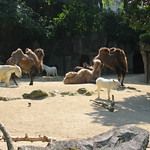 Zoo der zinnen