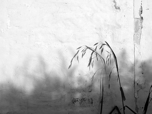 sunset bw white black slr texture grass station wall train russell australia olympus victoria peter dunkeld e410