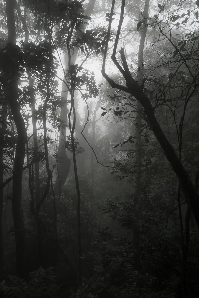 Steamy Jungle, Ba Vì National Park