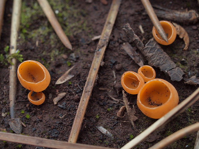 Aleuria aurantia (Pers.) Fuckel - Orange Peel Fungus