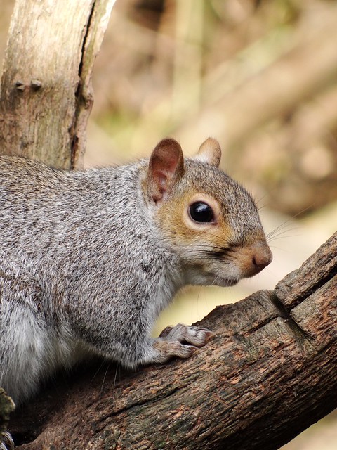Grey Squirrel (Sciurus carolinensis) - Warnham Local Nature Reserve