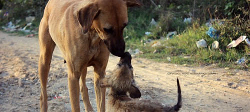 love | by Mohit Hambiria Photography