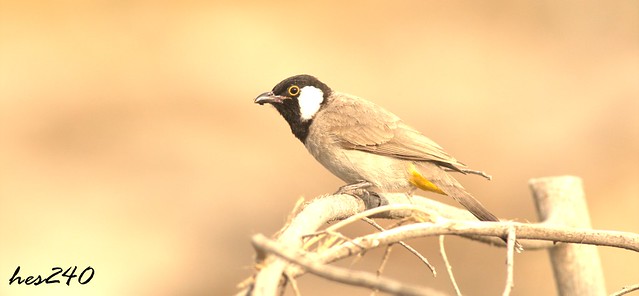 white eared bulbul - active bird. almost end his breakfast