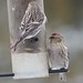 Flickr photo 'Carduelis flamea (Common Redpoll) - male (top); female (lower)' by: Arthur Chapman.