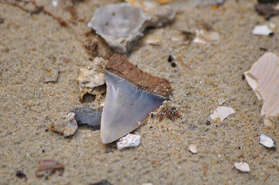 A shark tooth, in the sand, bigger than a quarter. 
