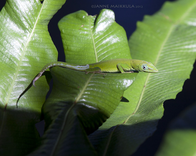Lisko lehdellä - Lizard on the Leaf