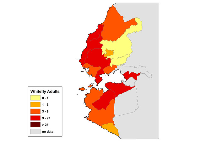 Whitefly Adults - Kenya