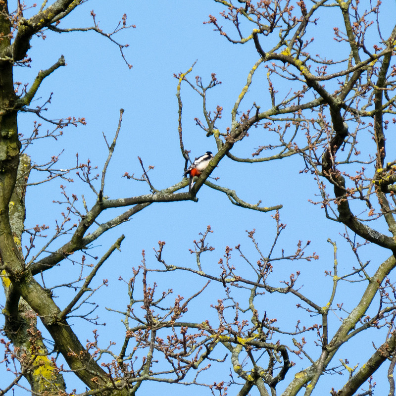 Great spotted woodpecker high in a tree