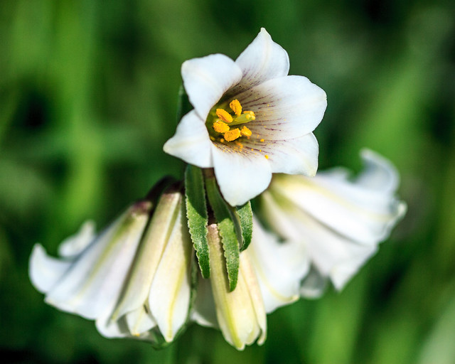 Striped adobe lily (Fritillaria striata)