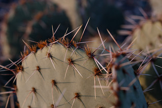 Cactus at Sunrise