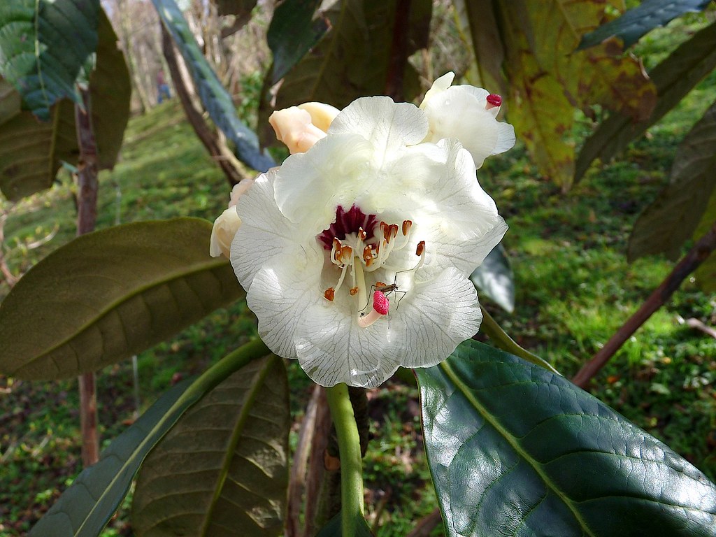 Rhododendron grande Wight 1849 (ERICACEAE) Sinónimos: Rhod… Flickr