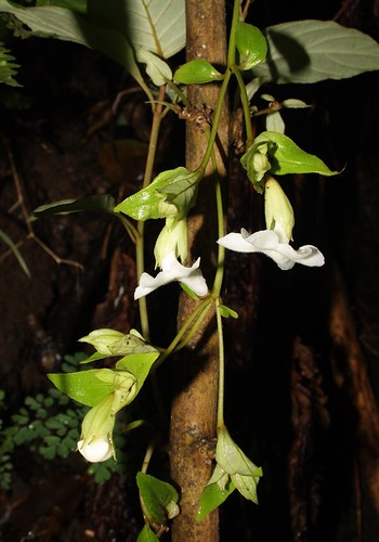 Cyrtandra grandiflora.  Hawai`i, O`ahu, Ko`olau Mountains, Pia Gulch.  Plant 1.  The inflorescences are borne mainly along the leafless older stems. | by jqcl