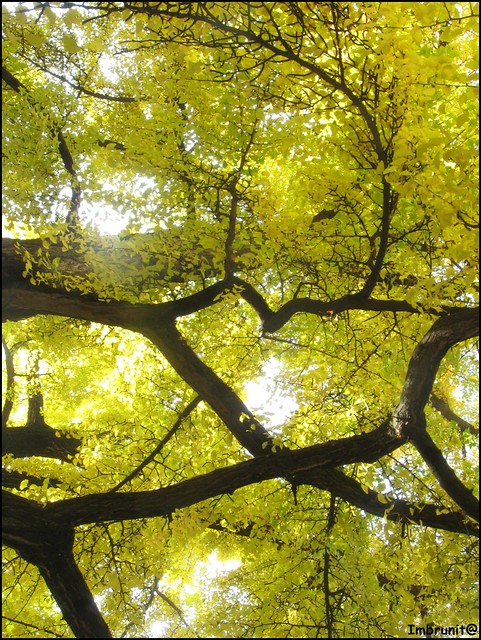 rete di foglie