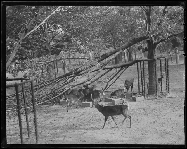 Branch down in animal pen, Franklin Park Zoo, Hurricane of 38