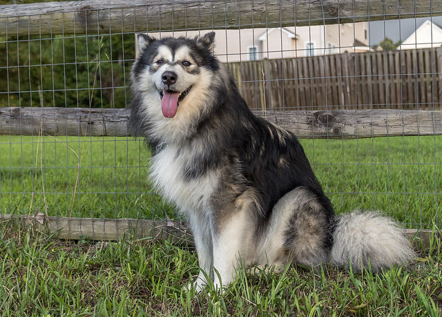 Malamute Posing for a Picture