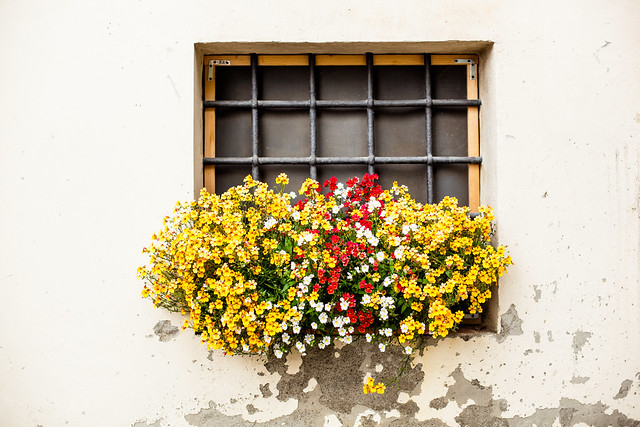 Flowers against wall