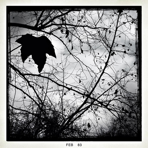 cameraphone california winter sky blackandwhite bw nature monochrome leaves clouds garden landscape leaf cloudy branches highcontrast monotone hanging backlit 365 botany johns backlighting thousandoaks iphone conejovalley 2013 7feb13 conejovalleybotanicgarden iphone365 iphoneography hipstamatic blackeysbw 3652013 365the2013edition 3652013shootfirstaskquestionslater