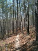 Middlefork trail, part of the Ozark Trail, Missouri.

A great bit of singletrack snaking through middle of Missouri's Ozarks. We rode a 38-mile loop with about 23 miles of all singletrack!

www.ozarktrail.com/middlefork.php ( www.ozarktrail.com/middlefork.php ) 