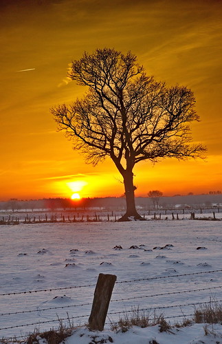 winter sunset tree landscape soe baum elbe lonly marsch elbmarsch flickraward hohnstorf