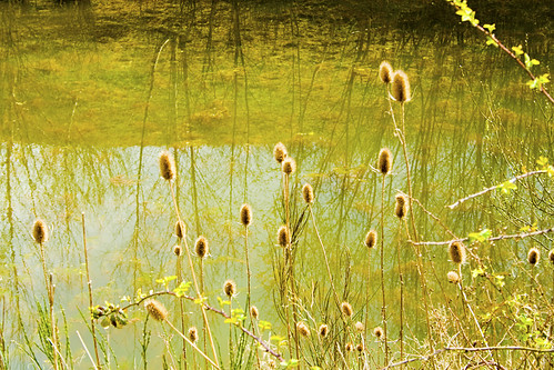 teasles thistles reflection reflections ryton warwickshire rytonpools countrypark country park light golden glow canon 350d 1855mm f8 april 2008 sun sunny bubbenhall gentle green yellow water pond mood colour colours color colors uk unitedkingdom england greatbritain britain gb europe canon350d photography dslr calm tranquil