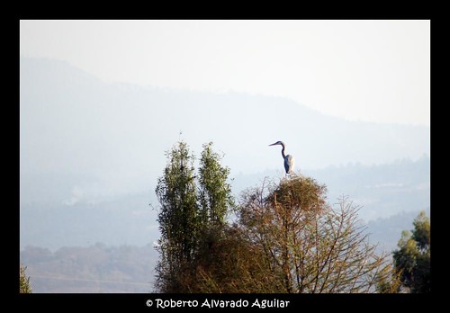 DSC07741 by Roberto Alvarado Aguilar, sunset lake bird nature mexico lago flight ave xochimilco vuelo pelicano lacustre parqueecologico
