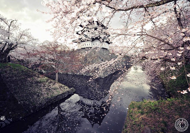 Castle in Spring. Japan. Hirosaki Castle © Glenn E Waters.  Over 13,000 visits to this image.