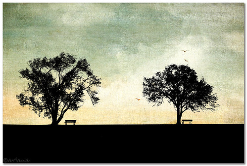 trees italy texture nature silhouette bench monfalcone aviana2 sonyalpha350