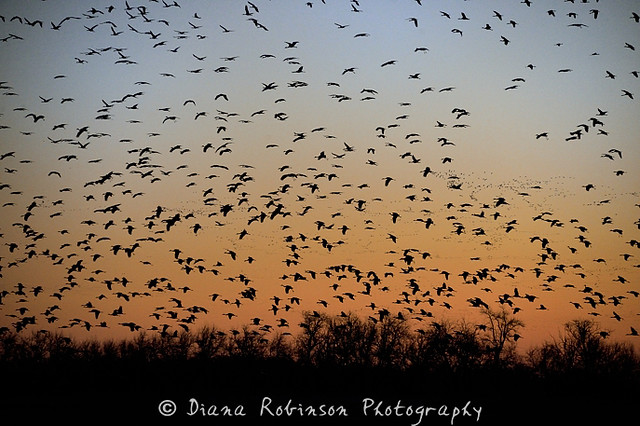 Sandhill Cranes in Flight, Kearney, Nebraska