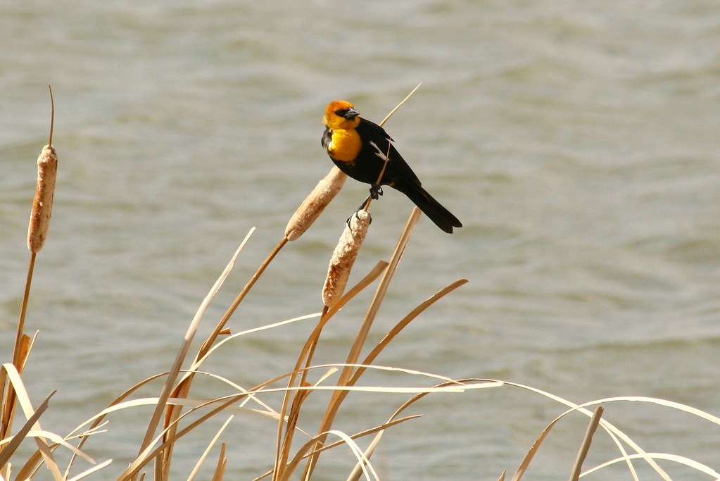Yellow-headed Blackbird Perched on a Cattail