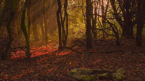 trees nature sunrise nikon unitedkingdom d70s conservation westyorkshire steveclark saphoto mygearandme mygearandmepremium mygearandmebronze photographyforrecreation elementsorganizer photographyforrecreationeliteclub rememberthatmomentlevel1 rememberthatmomentlevel2 rememberthatmomentlevel3 photographyforrecreationclassic