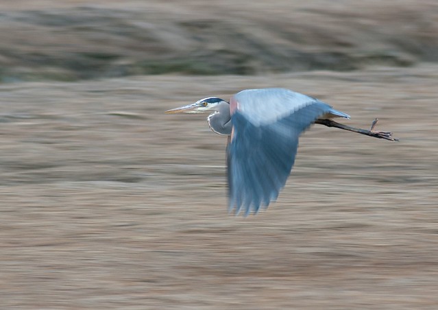 Panning a Great Blue Heron 3