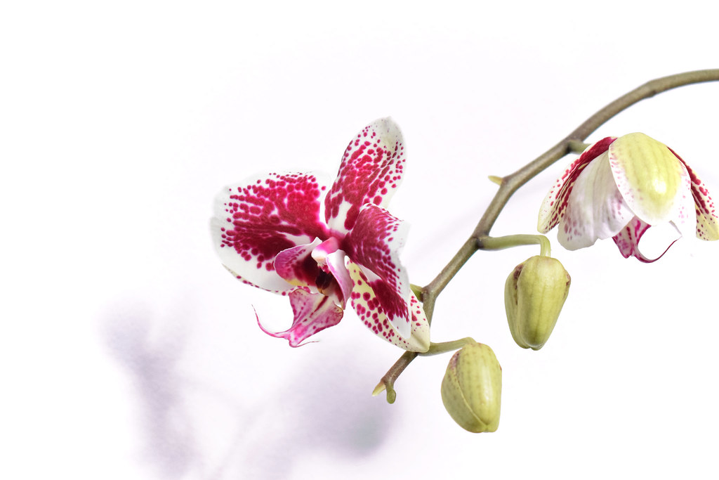 Orchid