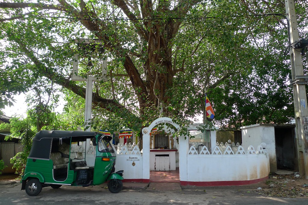 Holy tree and auto rickshaw in Colombo