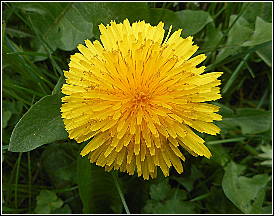 Close Up of the Dandelion Flower,