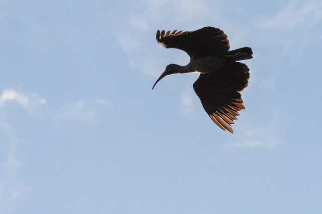 Hadeda ibis in flight - 20180406-8082