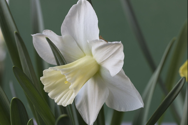 Narcissus Mount Hood in the garden