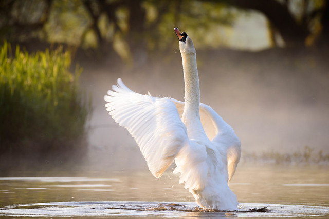 swan ...594