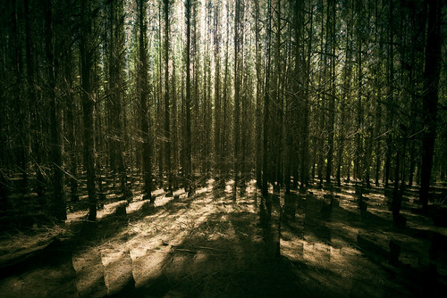 sa incameramultipleexposure forestry cudleecreek forest australia trees multipleexposure southaustralia light