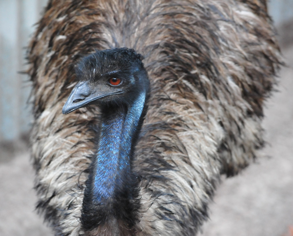 Emu largest bird in the world