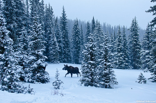 winter snow twilight colorado wildlife snowstorm moose calf slumgullionpass