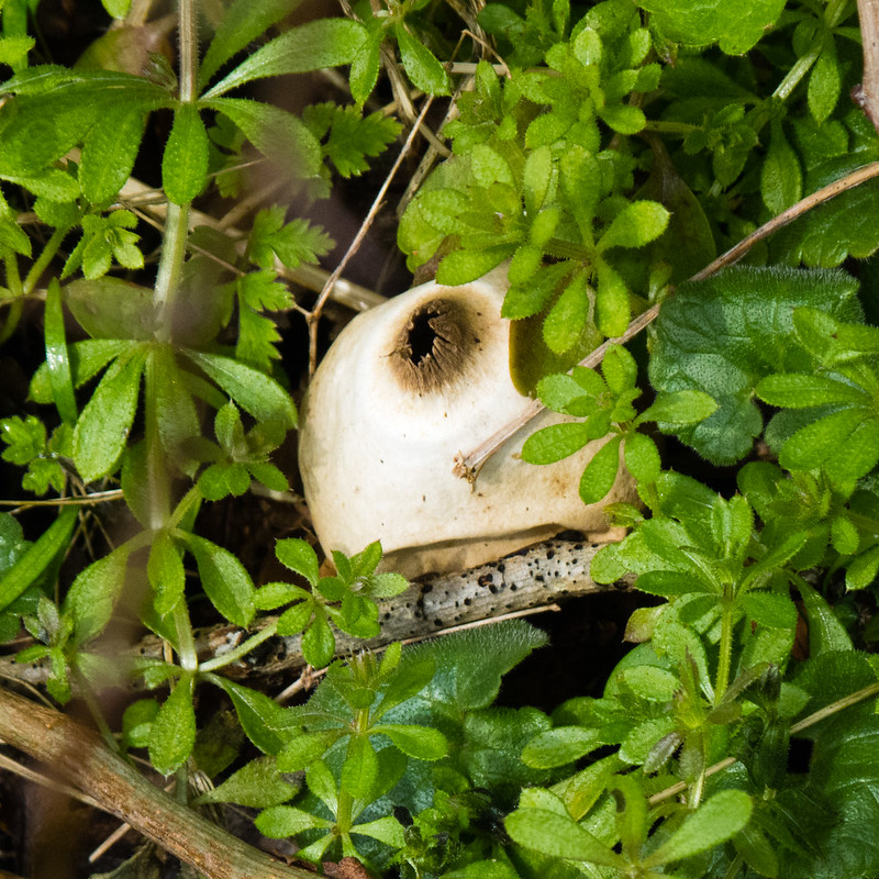Earth star