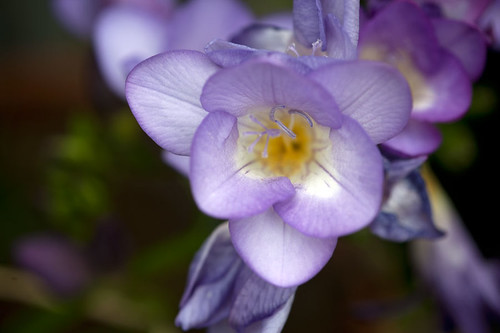 540  - Tendresse | by -Petite Fleur-