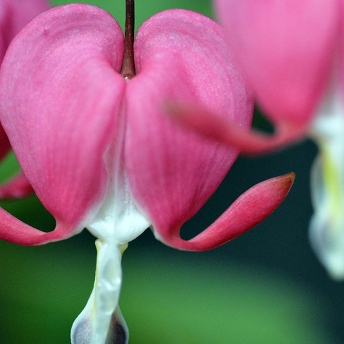 Bleeding Heart came a little early this year but still one of my favorites.