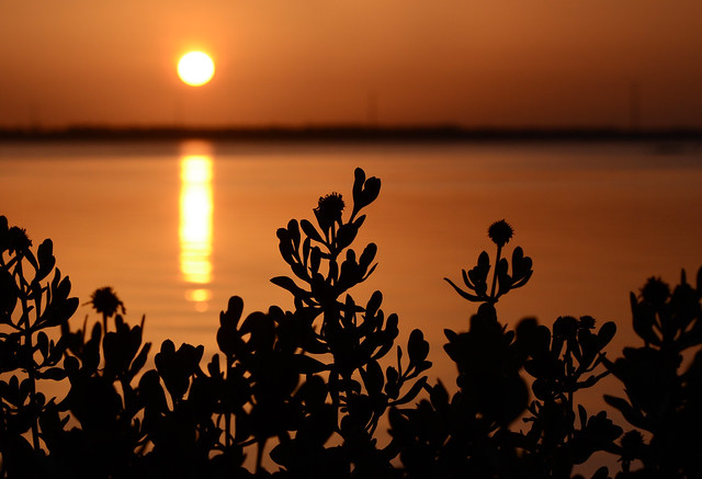 Sea oxeye daisy silhouetted by a fiery sunrise along the Indian River Lagoon.