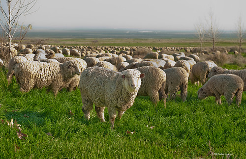 california wool nature field animals sheep flock farms woolly kerncounty windwolves windwolvesnaturepreserve